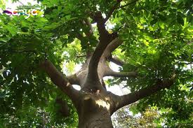 Image result for Antiaris