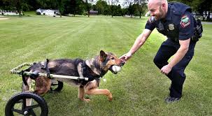 Caring For A Retired K9 Retired Police Dogs Walkin Pets Pet Blog K9 Dogs Police Dogs