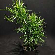 Image result for Agelanthus falcifolius