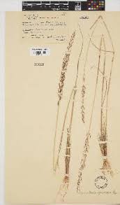 Image result for Pogonarthria