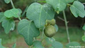 Image result for Adenia gummifera