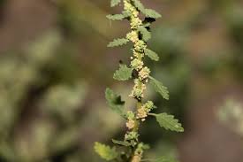 Image result for Dysphania carinata