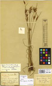 Image result for Cyperus mapanioides