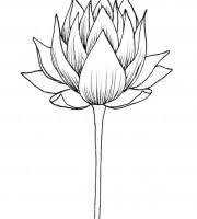 Lotus flower water lily coloring page. Top Lotus Coloring Pages For Your Little Ones Coloring Pages