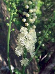 Black Cohosh Useful For Abusive Relationships Flower Essence Services