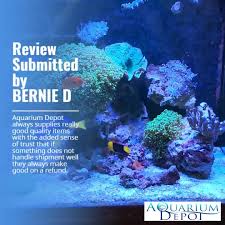 Extra Large Cerith Snail Cerithiidae Sp Video Video In 2020 Ocean Creatures Underwater Creatures Aquarium Design