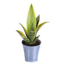 Browse our online plant shop. Snake Plant Costa Farms