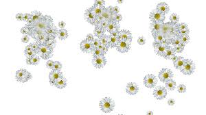There are more flower animated images easy to download here. Daisies Gifs Beautiful Flowers On Animated Images For Free
