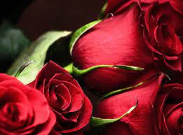 Red Roses Bouquet Red Rose Pictures Red Roses Red Roses Wallpaper