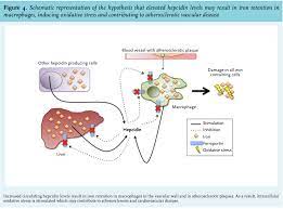 Article Hepcidin In Chronic Kidney Disease Not An Anaemia Management Tool But Promising As A Cardiovascular Biomarker Full Text March 2015 Njm
