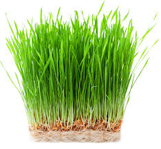 Wheat Grass Verticroft