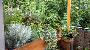 Neues gesicht bei den garten docs. Zur Sache Garten Und Balkon Im Mai Ndr De Ndr 1 Welle Nord Sendungen Zur Sache