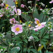Image result for Anemone transvaalensis
