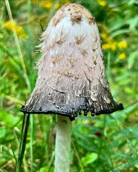 Image result for Coprinus comatus