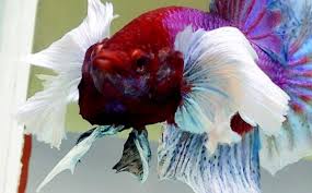 And we have consistently placed and won numerous awards. Betta Breeding Tips Vang Bettas