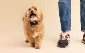 Dog GPS Tracker | GPS Tracker for Dogs ...