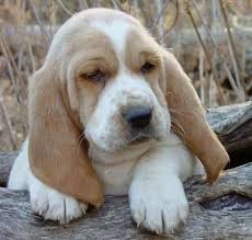 Black And White Basset Hound Mix Basset Hound Puppy Basset Hound Puppy Hound Puppies Basset Hound