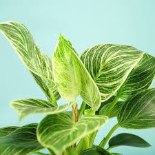 May 22, 2020 · there's no specific water to use for a philodendron birkin. Philodendron Birkin