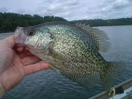 Fall Lake Zumbro Crappies And Gills Regional Forum Rochester Mn In Depth Outdoors