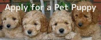 Why buy a labradoodle puppy for sale if you can adopt and save a life? Apply For A Pet Puppy Sunset Hills South Australia S Premier Australian Labradoodle Breeder