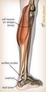 Human anatomy leg tendons muscles of the leg and foot. Achilles Tendinopathy Physio Check