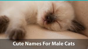 The ultimate collection of male cat names. What Is Another Name For A Male Cat Hno At