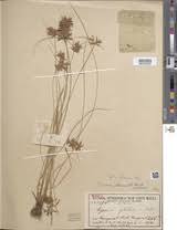 Image result for Pycreus flavidus