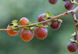 Image result for Diospyros