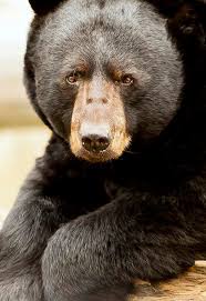 Pin On Outdoors Wild Life