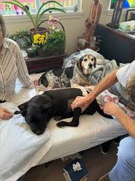 It's okay to not be okay. Losing my father, William Wesley Elkins, and  Mischka, the dog that has been my constant companion for 1/3rd of my life,  within a mere two-week span