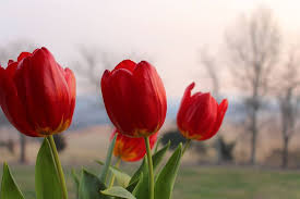 Bunga tulip khas belanda dipamerkan di rumah kaca di taman bunga keukenhof, belanda. Mengenal Banyak Hal Dari Gambar Bunga Tulip Dan Sejarahnya