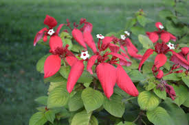 Image result for Mussaenda rivularis