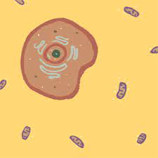 Check spelling or type a new query. Skin Burnout How To Address Mitochondria Burnout Aging Beauty Ecology