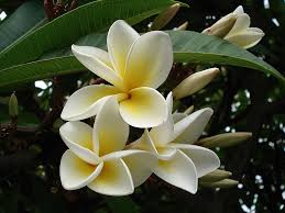 Plumeria in winter fragrant plumeria (plumeria spp.), best known for use in flower leis in the hawaiian islands, makes a lovely addition to backyard tropical landscapes. Plumeria Flower Frangipani Free Photo On Pixabay
