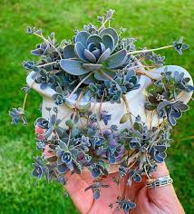 Inspect the roots and trim if necessary. How To Trim Succulents Successfully Guide Succulent City