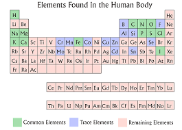 Chemical Elements Of The Human Body Asu Ask A Biologist Human Body Life Science Middle School Body