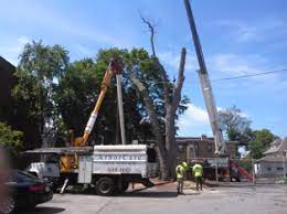 Arbor care also specializes in all aspects of plant health care with an emphasis on organic. Arbor Care Tree Service Tree Work Tree Removal Tree Spraying Tree Pruning Arlington Belmont Winchester Melrose Stoneham Lexington Reading Ma