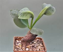 Image result for Monadenium discoideum