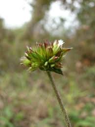 Image result for Elephantopus mollis