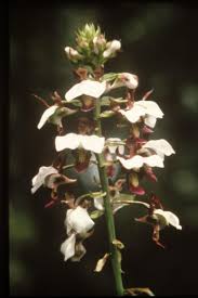 Image result for Eulophia horsfallii