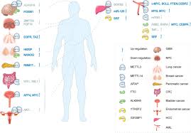 Deletion of level outpatient visit cpt code 99201. The Role Of M 6 A Rna Methylation In Human Cancer Molecular Cancer Full Text