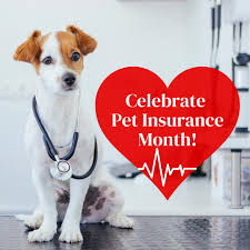 Celebrating Pet Insurance Month - Little Dog Social Media