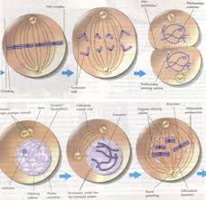 Pada hewan terbentuk aster dan terbentuknya alur di ekuator pada membran sel pada saat telofase sehingga kedua sel anak menjadi terpisah. Pembelahan Sel Amitosis Mitosis Dan Meiosis Dosenbiologi Com