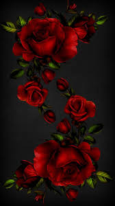 Wallpaper boulevard, new port richey, florida. 100 Hq Red Rose Wallpaper Images Best Collection 121 Quotes