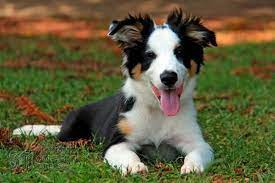 The border collie is the world's premiere unsurpassed as a sheepdog in terms of agility, stamina and patience. What A Cute Tri Color His Name Is Thor Border Collie Border Collie Dog Border Collie Australian Shepard