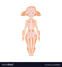 Human body, the physical substance of the human organism. Female Human Anatomy Chart Terse