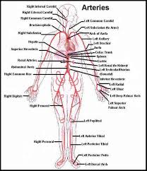 amazing tips for coding cpt code for angiogram find a