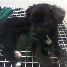 All Black Border Collie Puppy Solid Black Face Border Collie Puppy Border Collie Dog Collie Puppies Border Collie Puppies