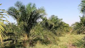 Image result for Elaeis