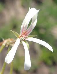 Image result for Pelargonium alchemilloides